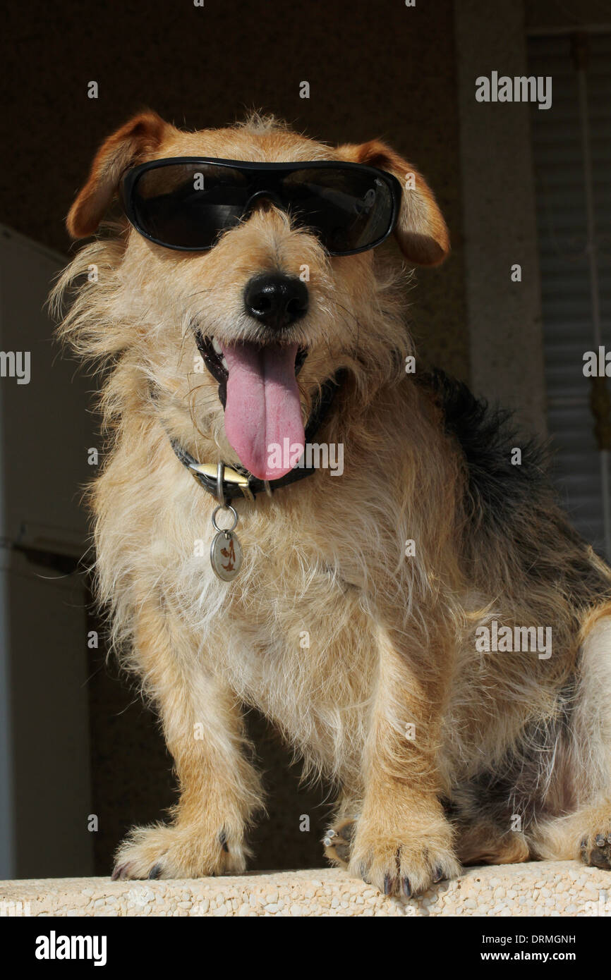 Jack Russell Terrier cane in occhiali da sole, vacanze umore. Fotografia di Tony Henshaw Foto Stock