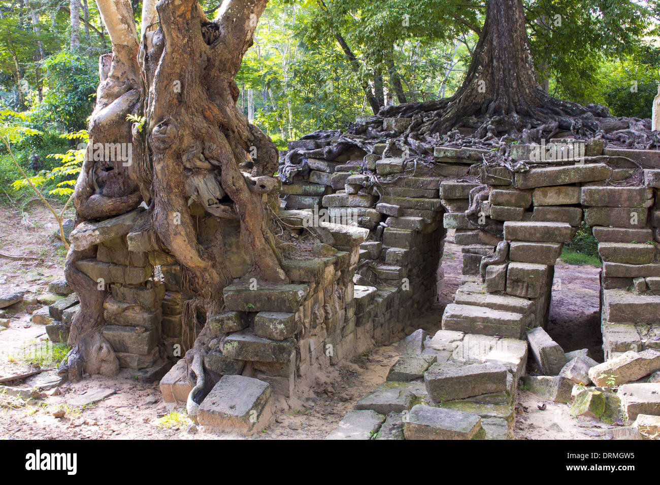 Enormi alberi tropicali che crescono sulle pietre, Angkor Wat, Cambogia Foto Stock