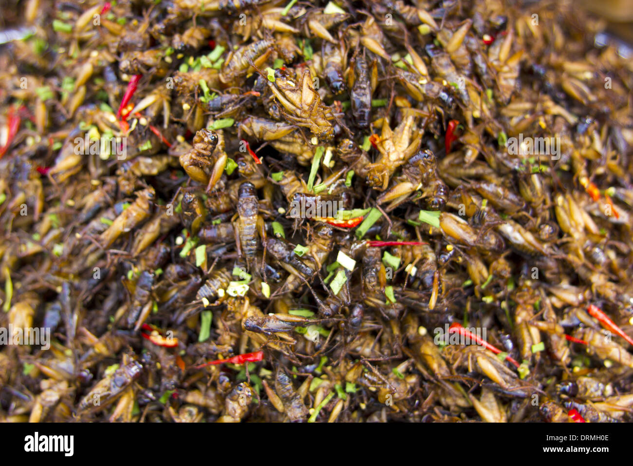 Famigerato bug mangiare dell Asia Foto Stock