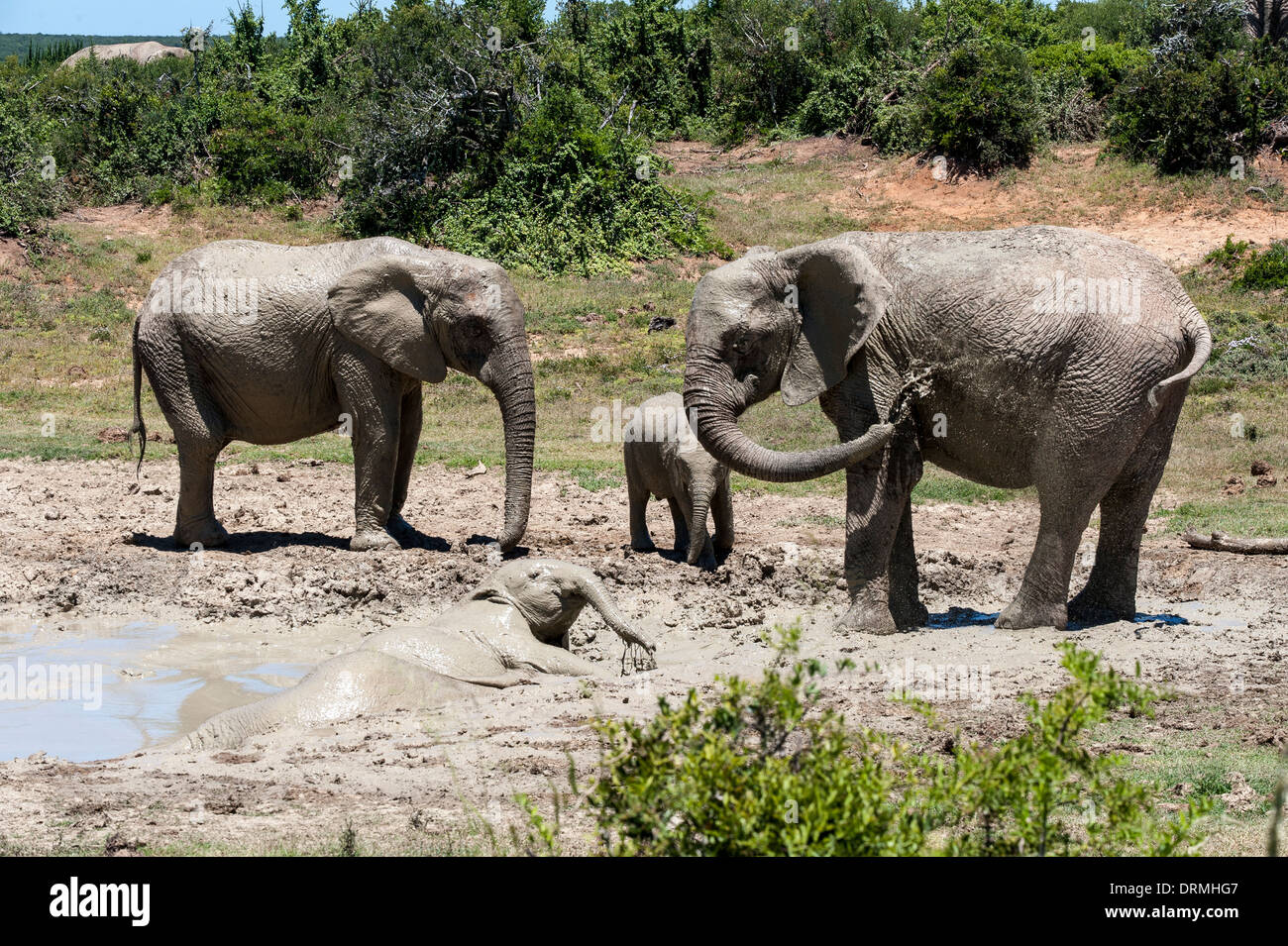 Elefante africano (Loxodonta africana) con vitelli di prendere un bagno di fango, Addo Elephant National Park, Capo orientale, Sud Africa Foto Stock