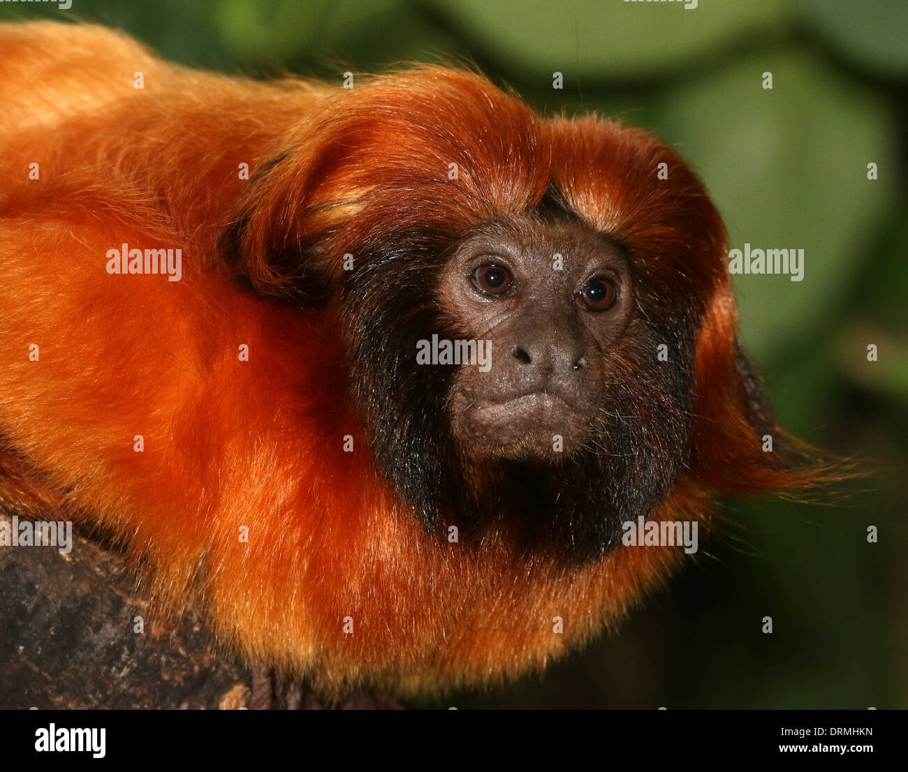 Il brasiliano Golden marmoset (Leontopithecus rosalia) a.k.a. Golden Lion Tamarin Foto Stock