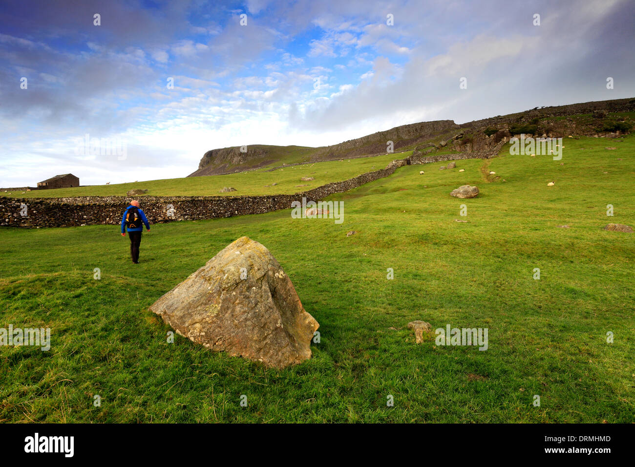 Walker su scale Moor nei pressi del villaggio di Ingleton, Yorkshire Dales National Park, England, Regno Unito Foto Stock