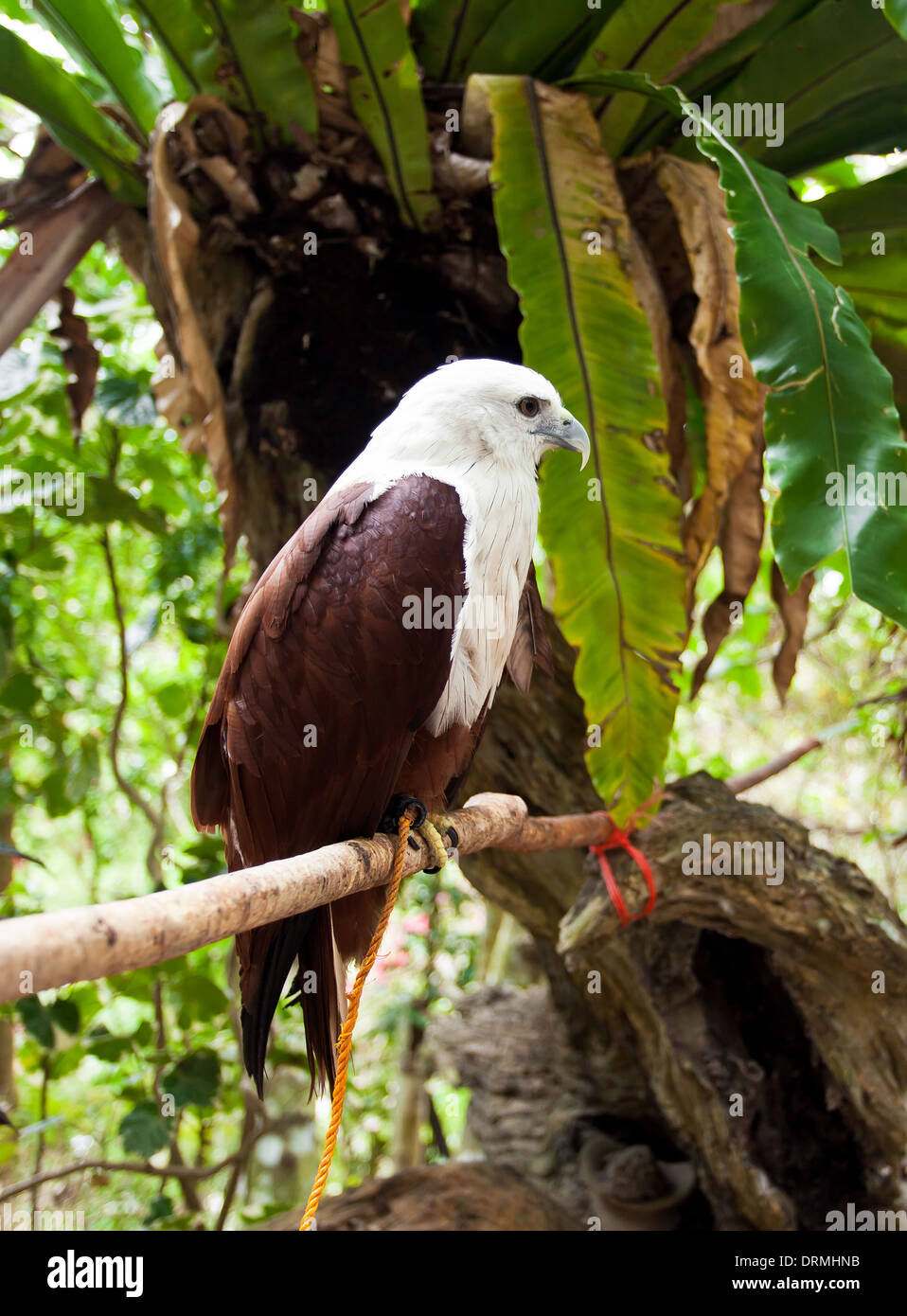 Brahminy kite. Red-backed Sea Eagle Foto Stock