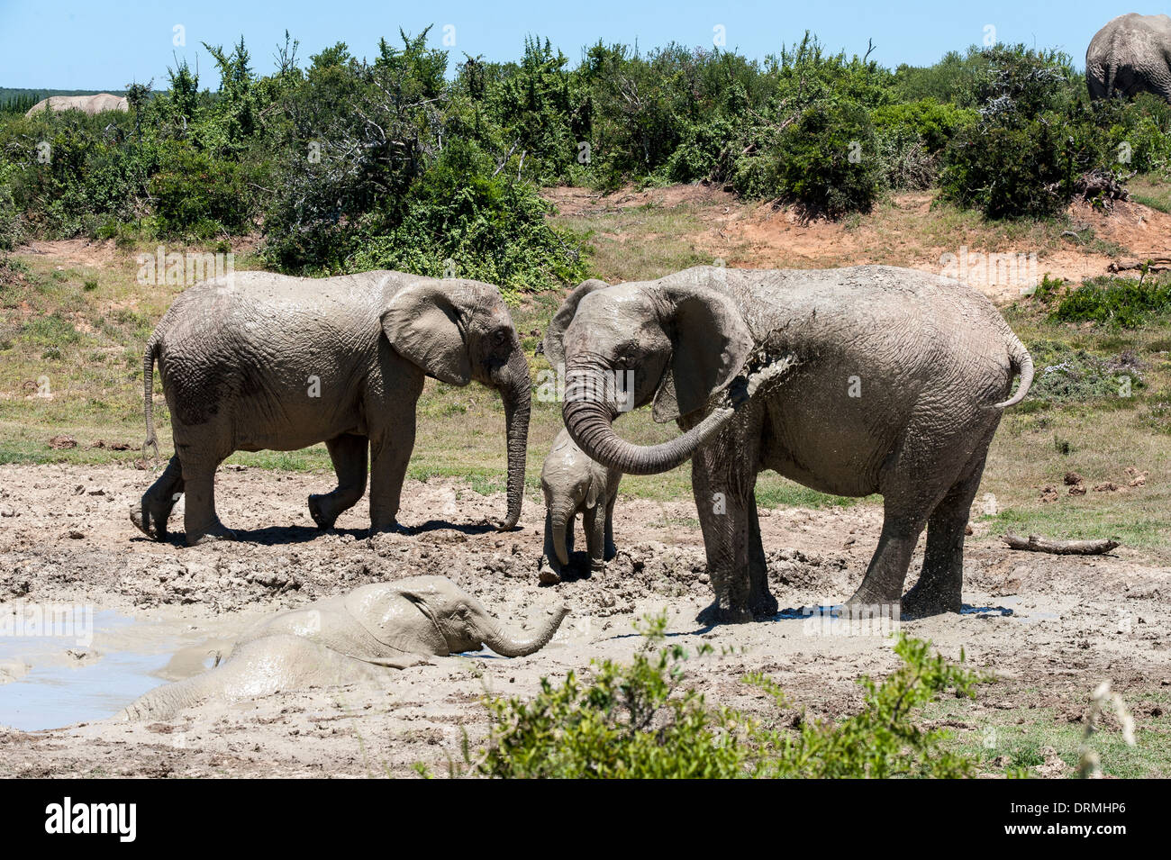 Elefante africano (Loxodonta africana) con vitelli di prendere un bagno di fango, Addo Elephant National Park, Capo orientale, Sud Africa Foto Stock