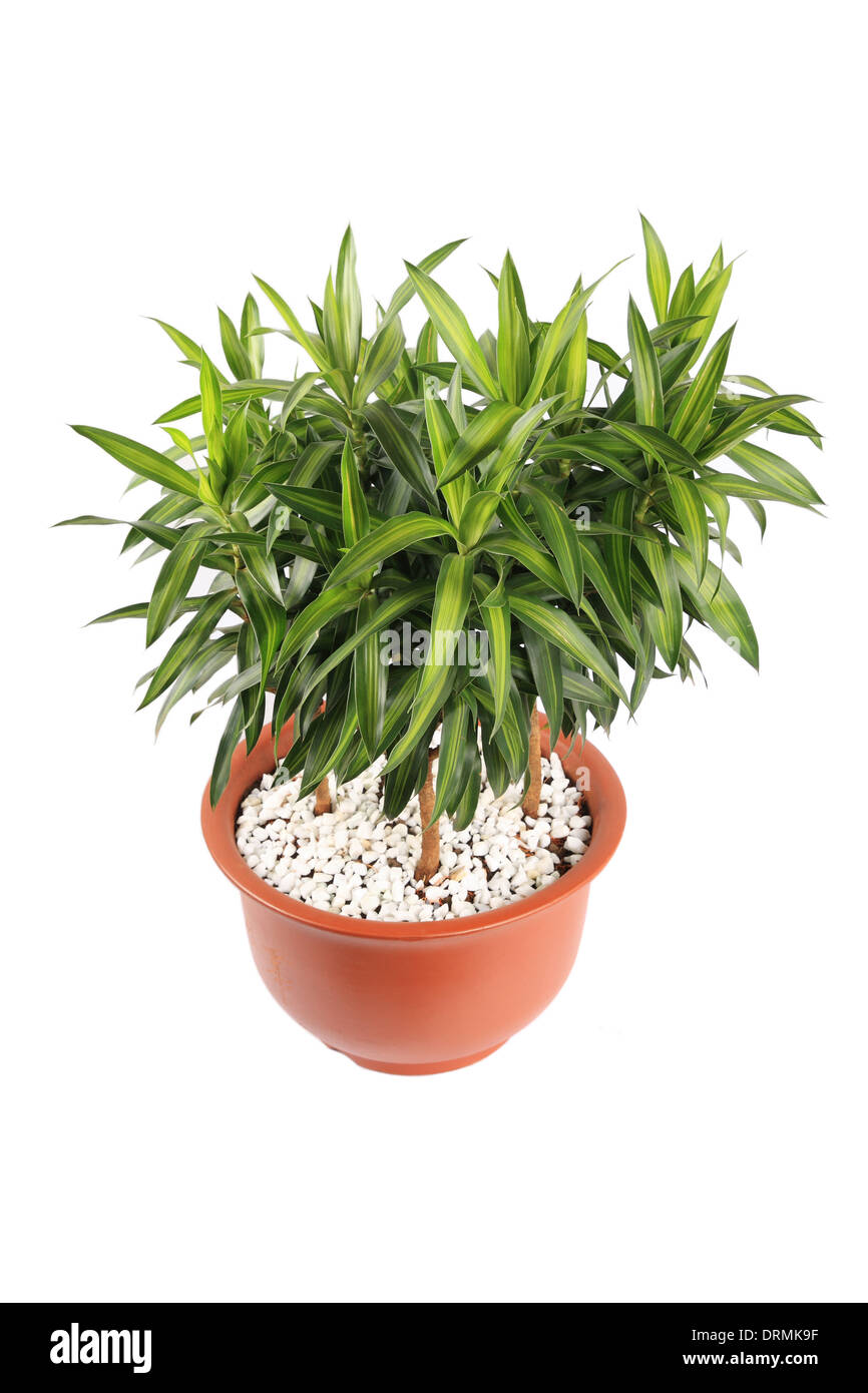 Houseplant dracaena reflexa Foto Stock