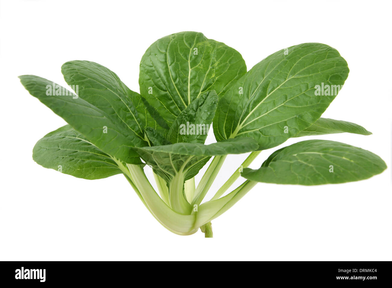 Bok choy Foto Stock