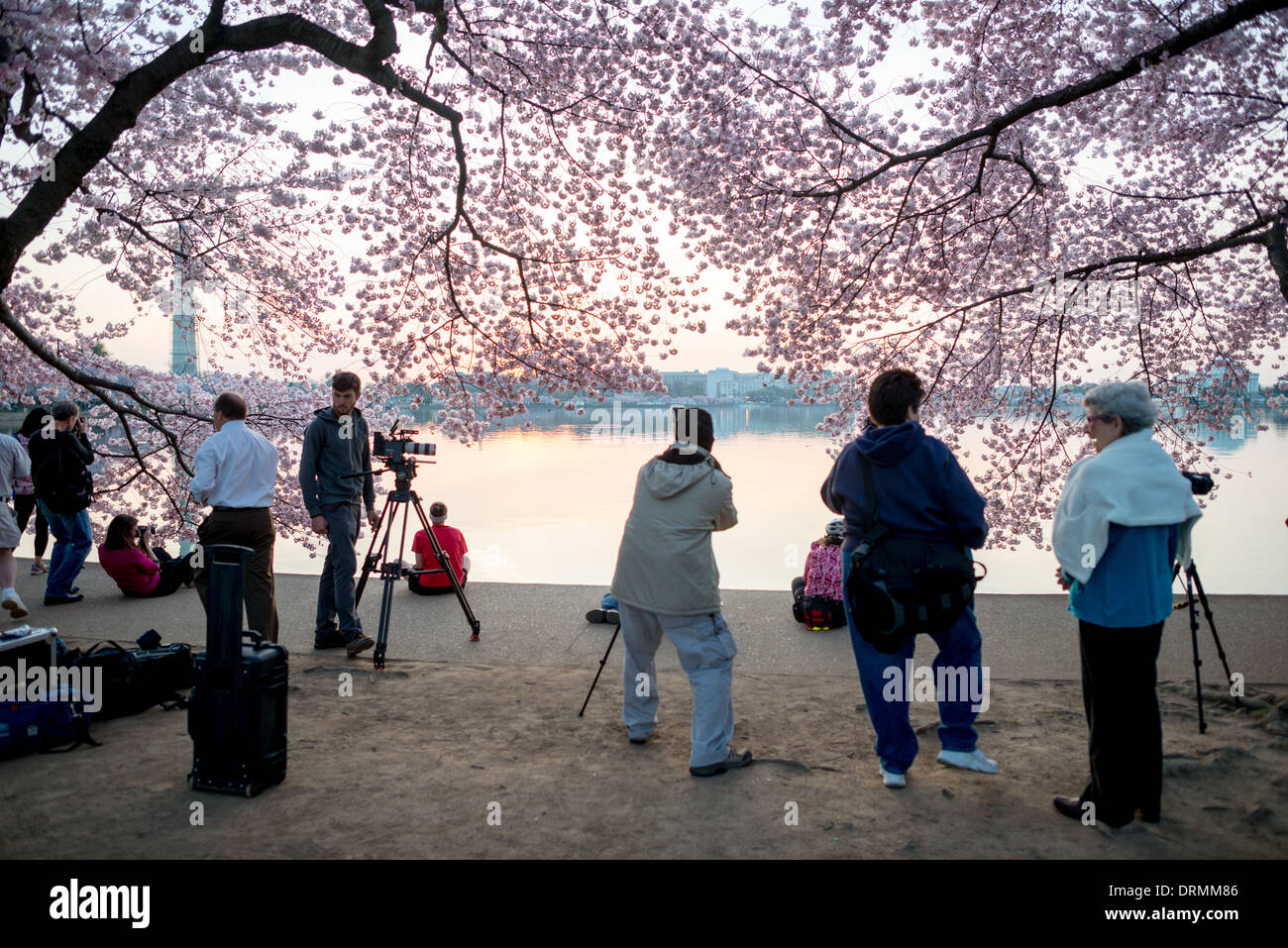 WASHINGTON DC - fotografi e turisti si riuniscono lungo il bacino delle maree all'alba per ammirare la fioritura dei ciliegi con il monumento a Washington visibile in lontananza. La fioritura annuale di questi alberi, molti dei quali facevano parte di un regalo del 1912 dal Giappone, attira grandi folle durante il National Cherry Blossom Festival. Foto Stock