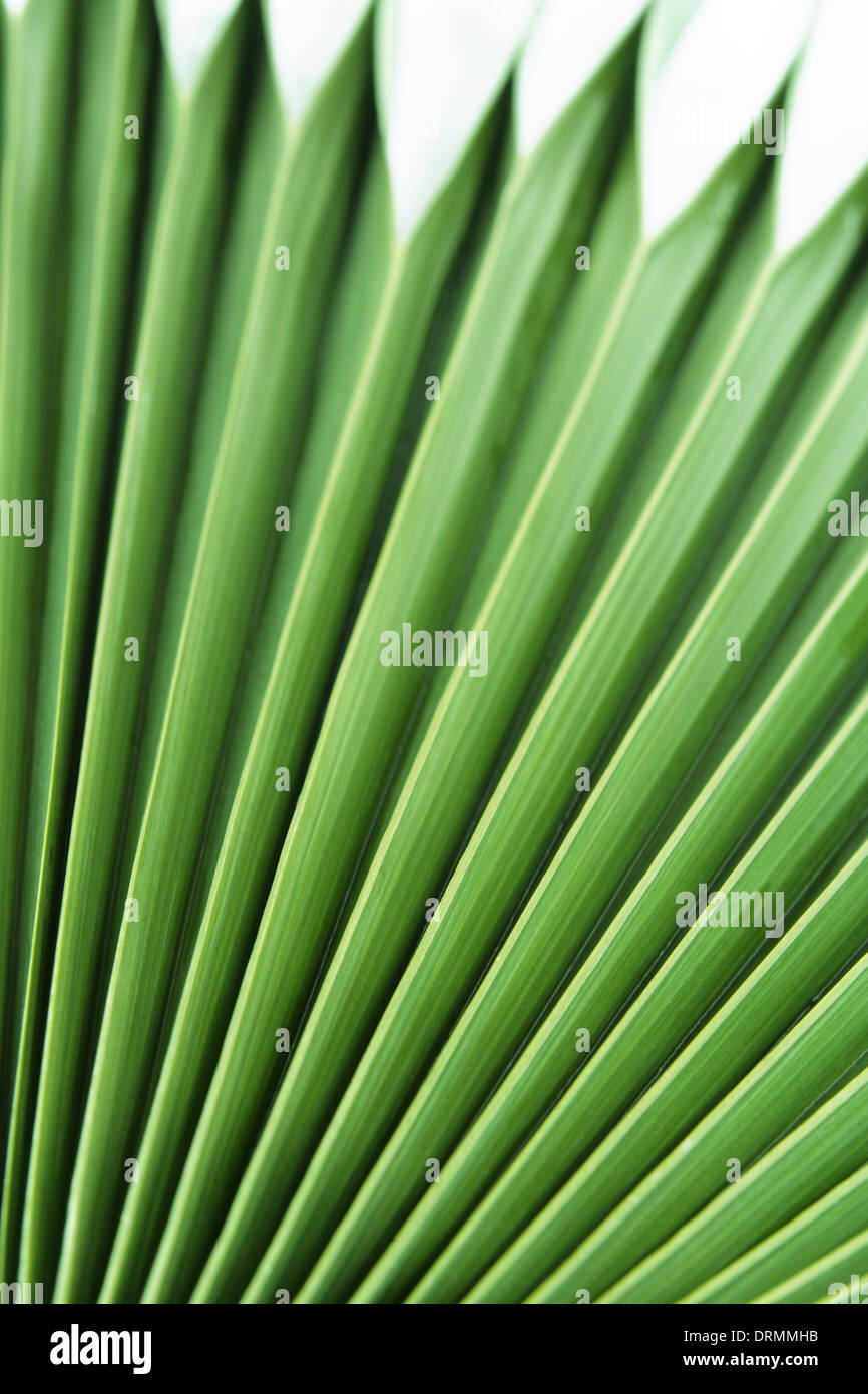 Foglia di Palma Foto Stock