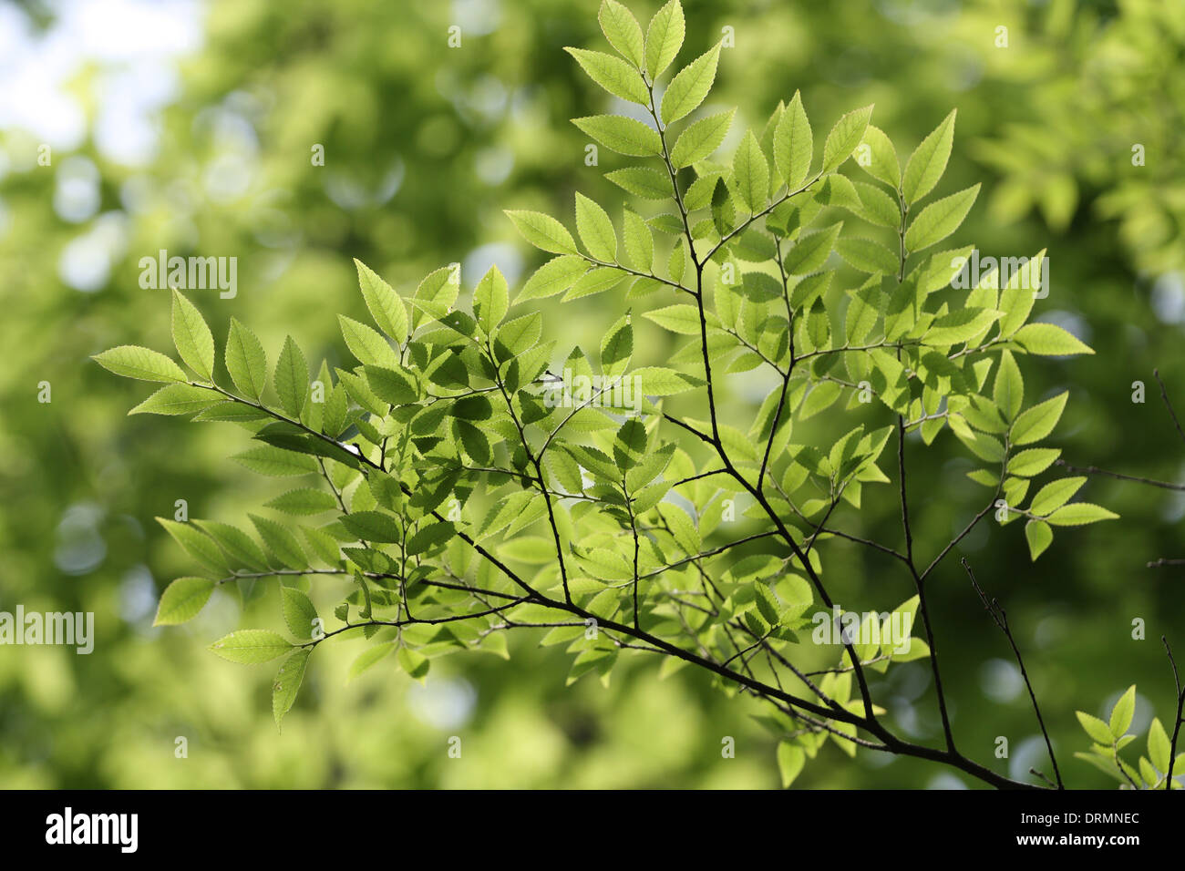 Foglie verdi Foto Stock