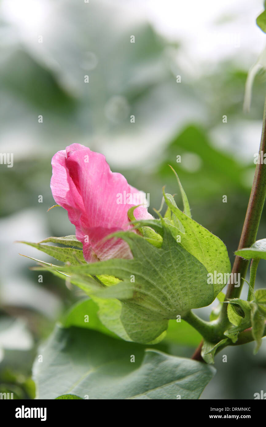 Fiore di cotone immagini e fotografie stock ad alta risoluzione - Alamy