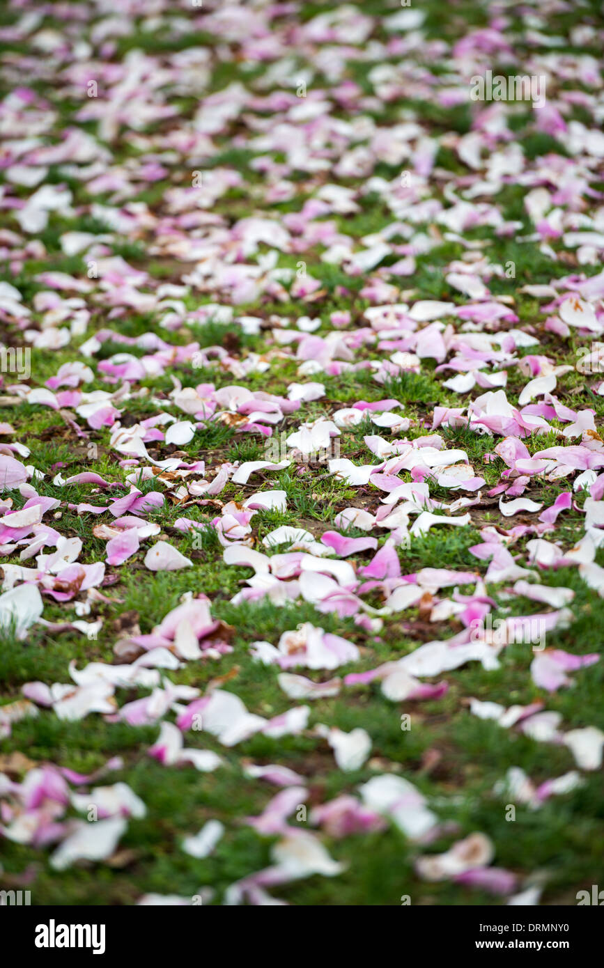 La fioritura di quasi 1700 fiori ciliegio intorno al bacino di marea, alcuni dei quali hanno più di un secolo di vita, è un evento annuale a Washington della primavera e porta centinaia di migliaia di turisti per la città. Foto Stock