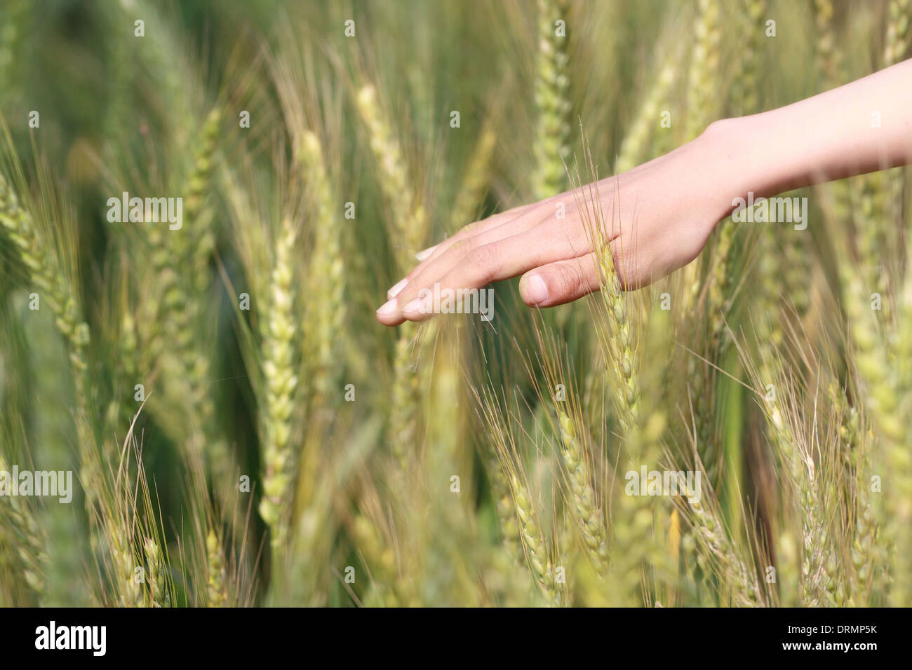 Sento il frumento fiocco Foto Stock