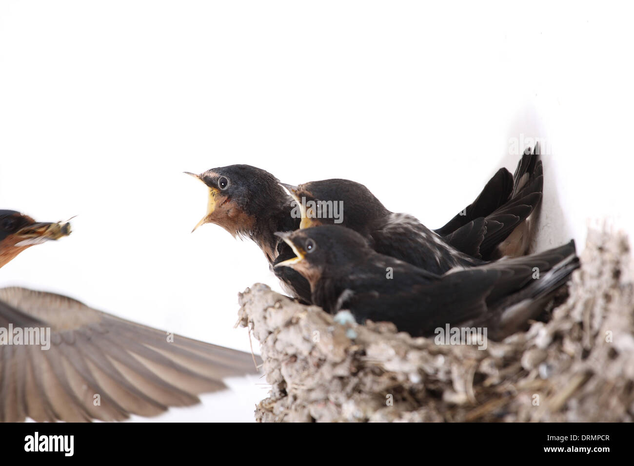 Vivid alimentazione (Hirundo rustica) Foto Stock