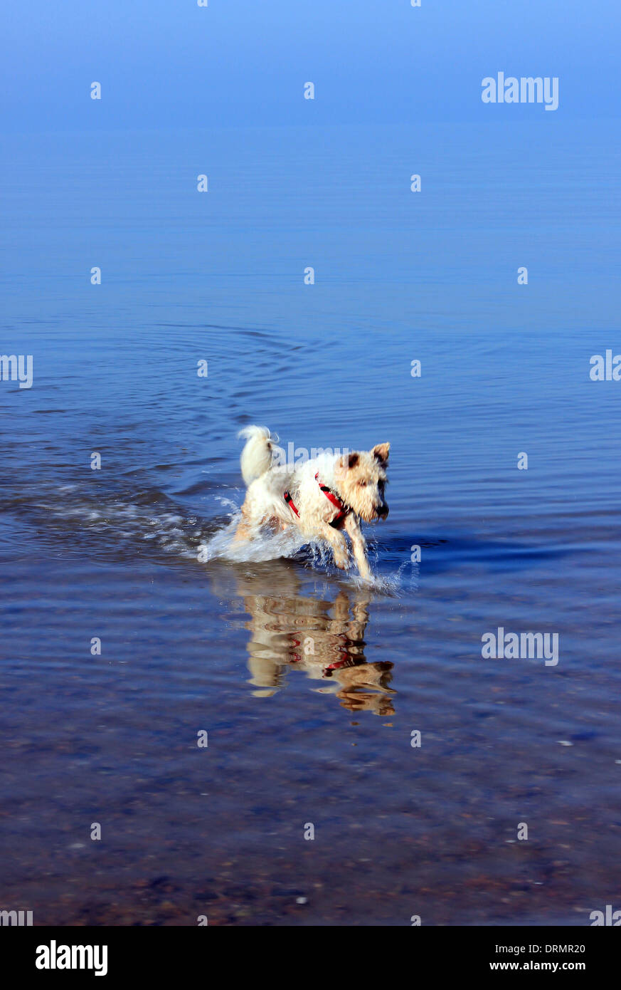 Filo fox terrier in esecuzione attraverso l'acqua. Whitstable Kent REGNO UNITO Foto Stock