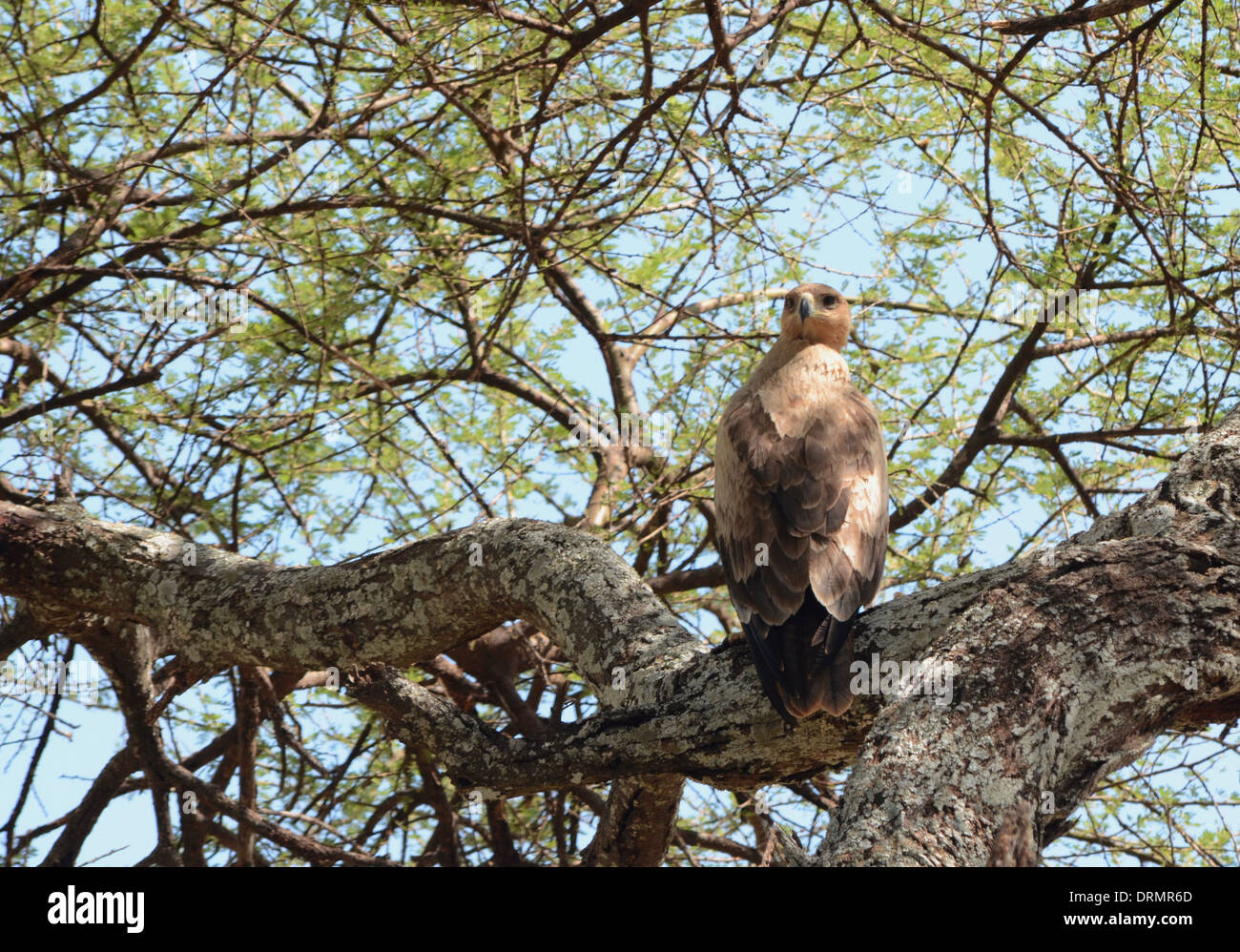 Bruno eagle seduto in una struttura ad albero Foto Stock