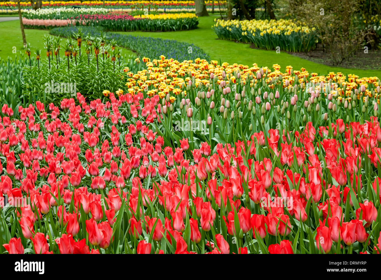 Giardini Keukenhof, vicino a Lisse, Paesi Bassi Foto Stock