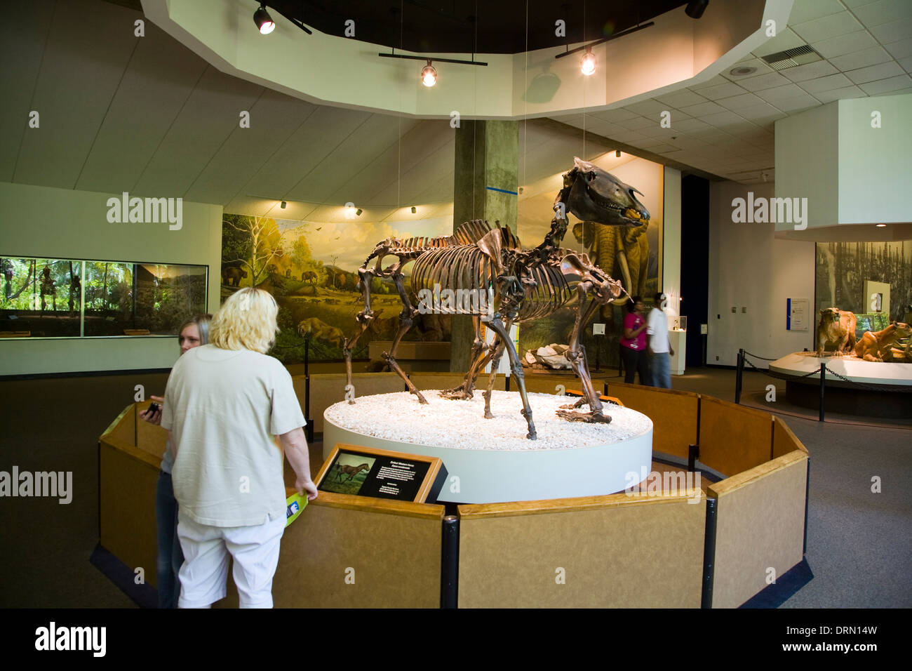 Estinto a cavallo Western Equs occidentalis, Pagina Museum, La Brea Tar Pits, Los Angeles, CA, California Foto Stock