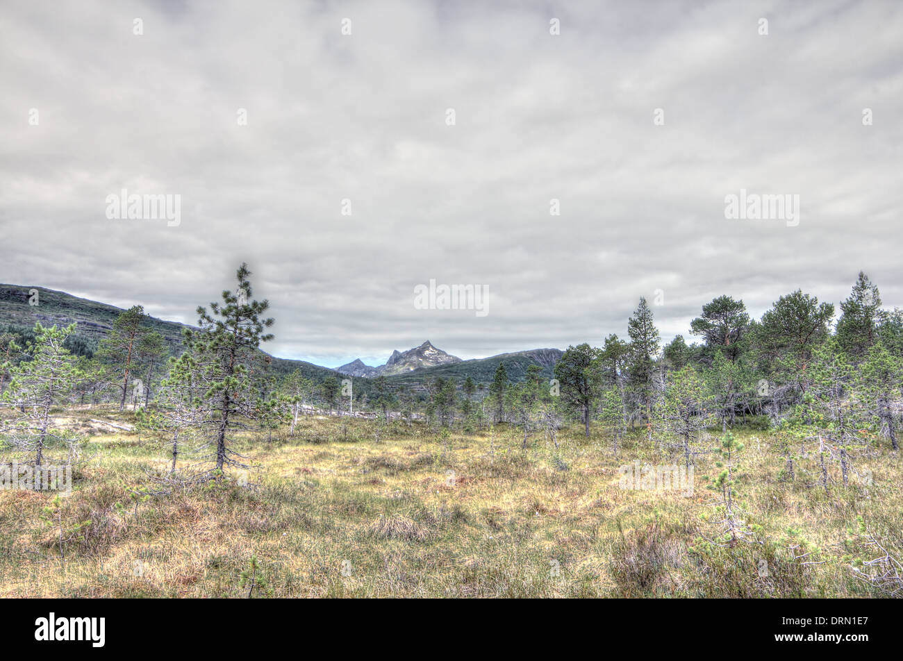 Tundra norvegese e il paesaggio di montagna in estate Foto Stock