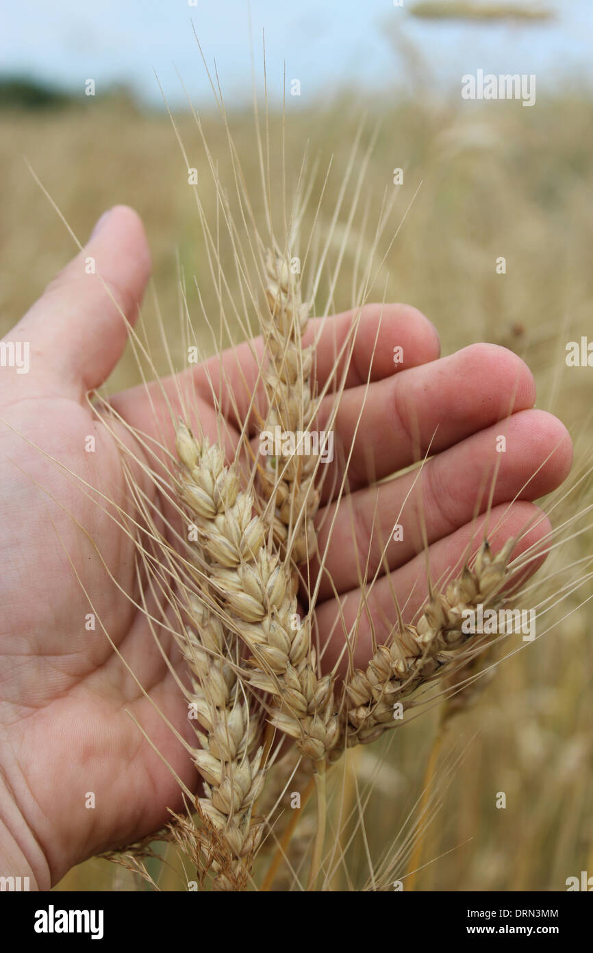 Immagine del spikelet del frumento tenero in mano Foto Stock