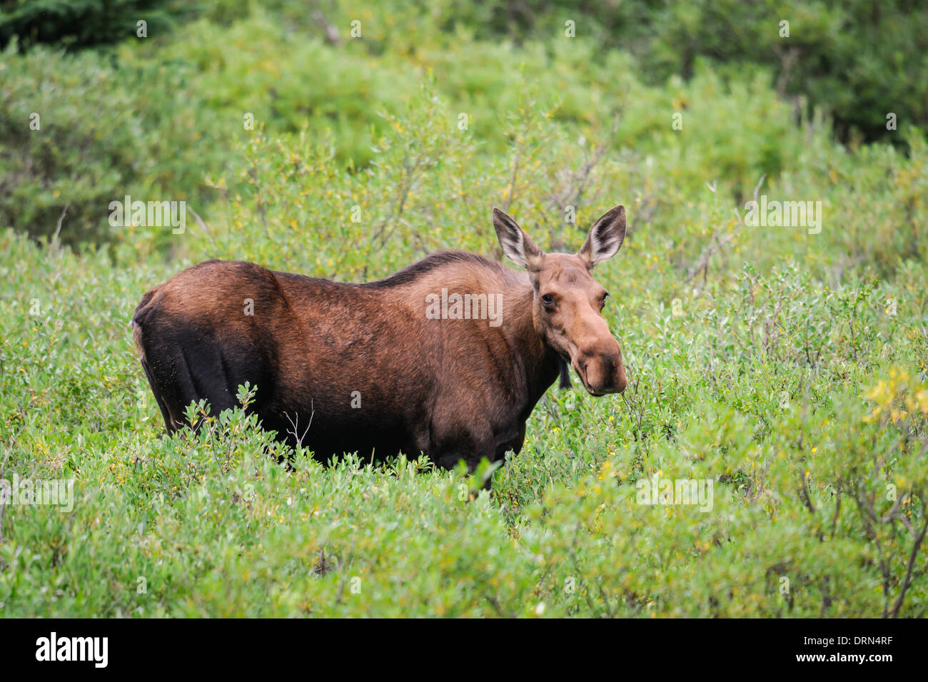 Wild moose alimentare tra i cespugli, Kananaskis Country Alberta Canada Foto Stock