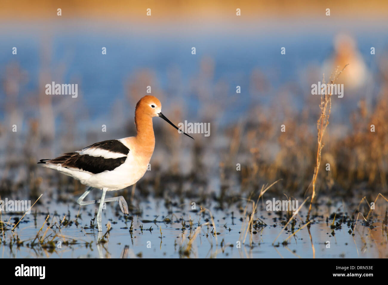 Avocette americano in un lago della prateria al tramonto, Alberta Canada Foto Stock