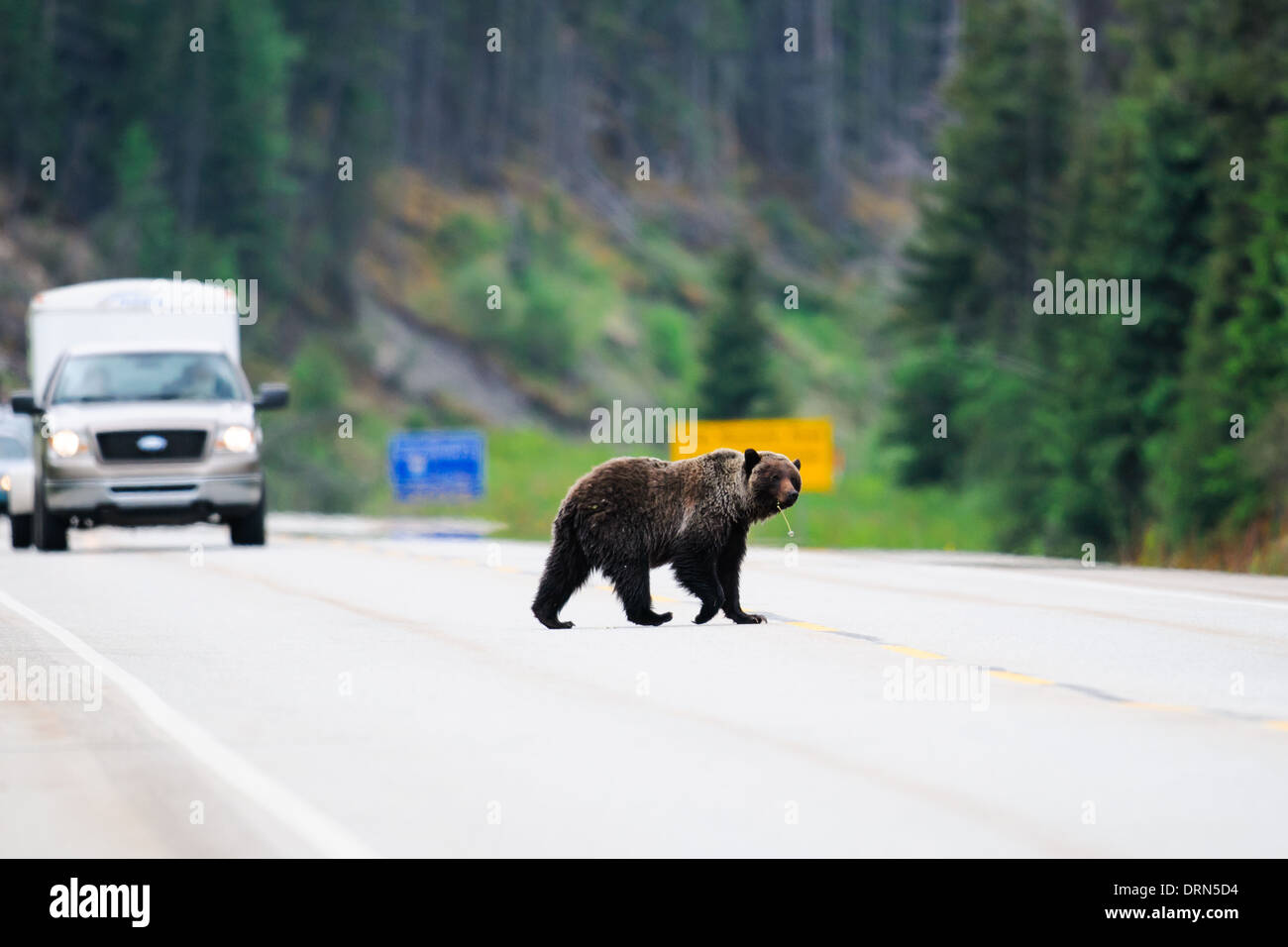 Adulto Orso grizzly attraversando un'autostrada, il Parco Nazionale di Jasper Alberta Canada Foto Stock