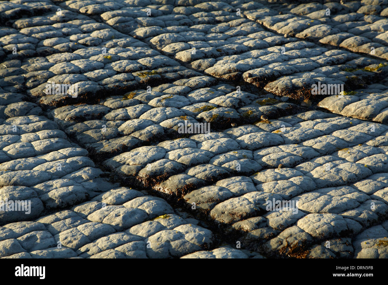 Modelli di roccia sulla costa, Kaikoura, Isola del Sud, Nuova Zelanda Foto Stock