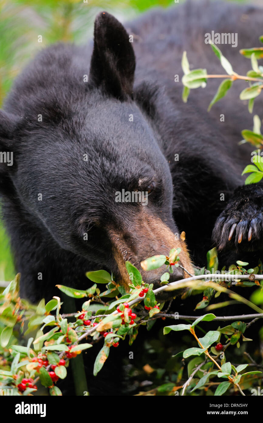 Wild Black Bear alimentazione su bacche, il Parco Nazionale di Banff Alberta Canada Foto Stock