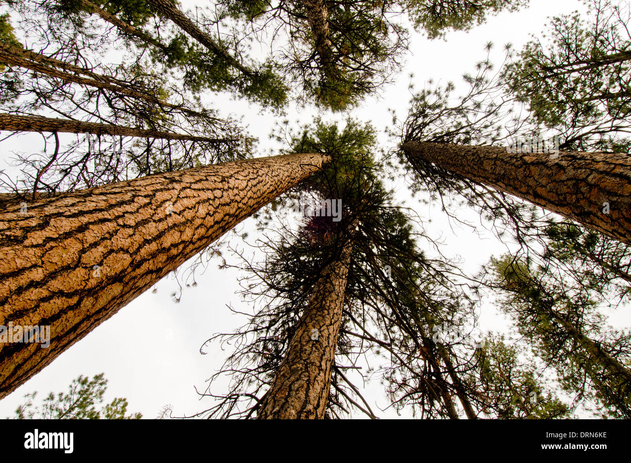 Ponderosa pine (Pinus ponderosa) foresta nel centro di Oregon vicino sorelle Foto Stock
