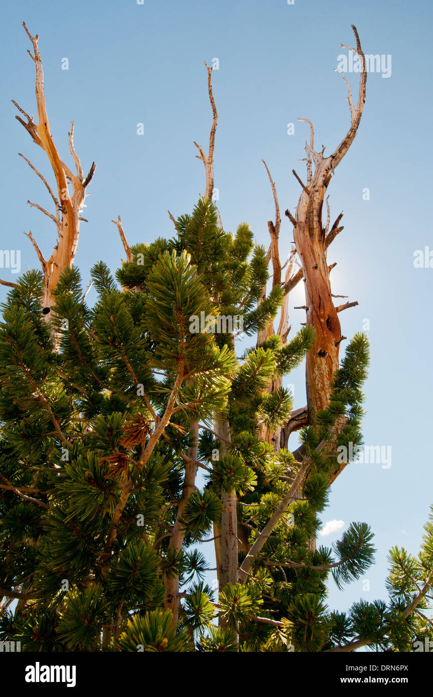 Whitebark pine (Pinus albicaulis) nella nuvola bianca montagne Idaho Foto Stock