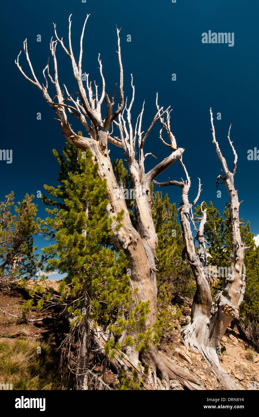 Whitebark pine (Pinus albicaulis) nella nuvola bianca montagne Idaho Foto Stock