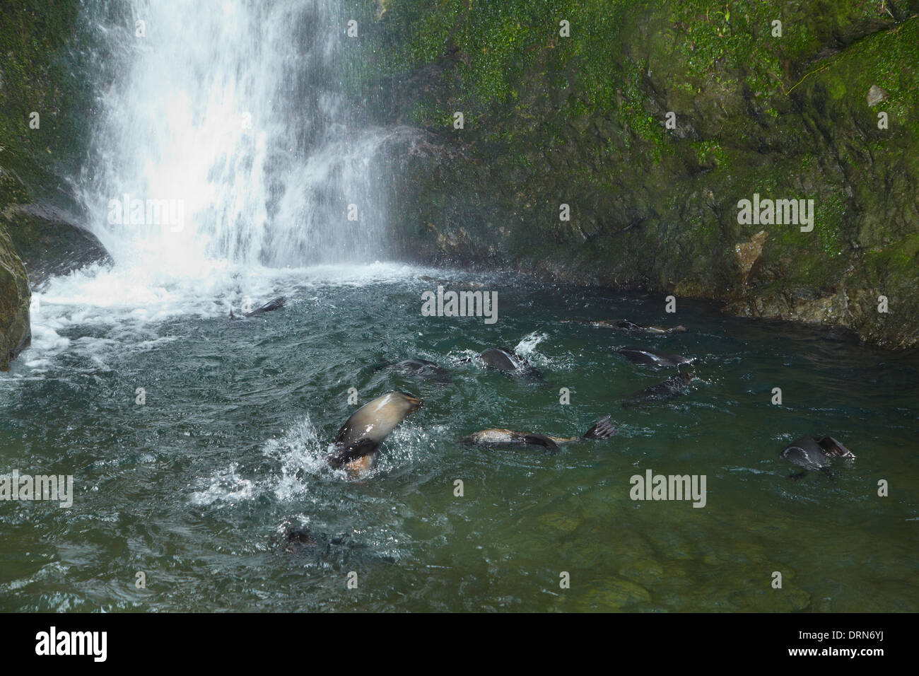 Baby NZ le foche giocare sotto flusso di Ohai cascata, Kaikoura Coast, Isola del Sud, Nuova Zelanda Foto Stock