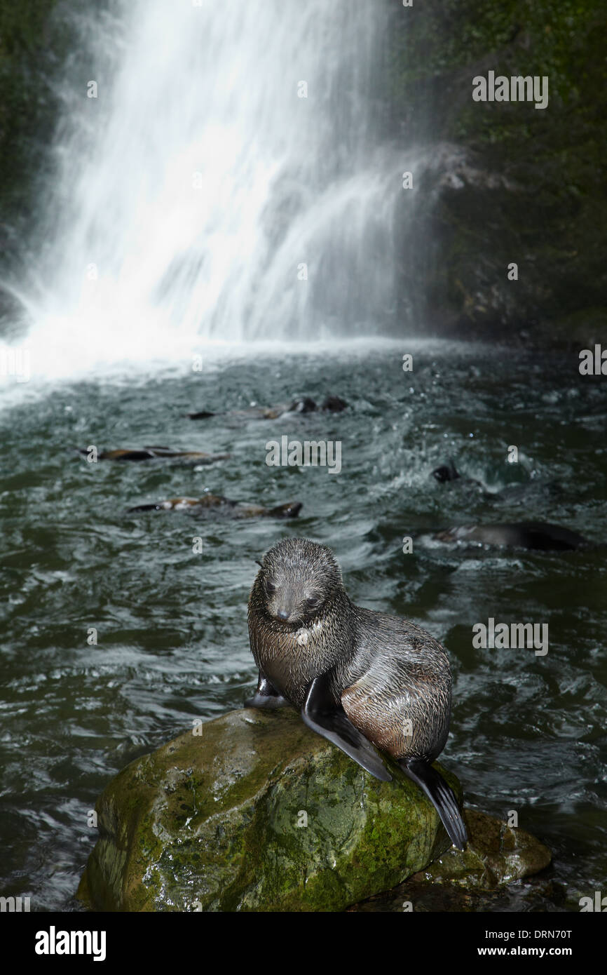 Baby NZ pelliccia sigillo a flusso Ohai cascata, Kaikoura Coast, Isola del Sud, Nuova Zelanda Foto Stock