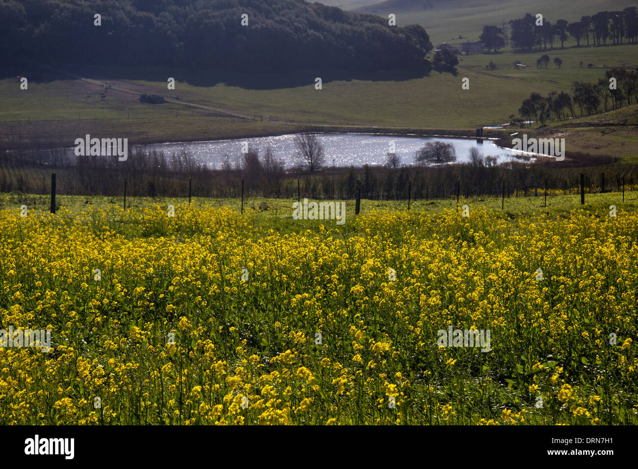 Campo di senape su una strada di campagna, Sonoma, CALIFORNIA, STATI UNITI D'AMERICA Foto Stock