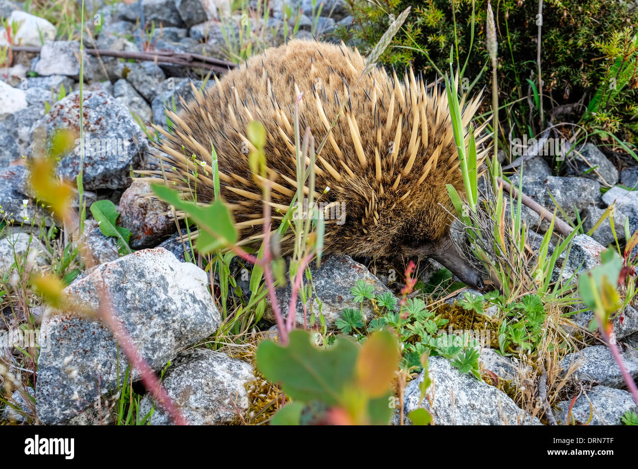 Un australiano echidna i anteater spinoso rovistando per insetti Foto Stock