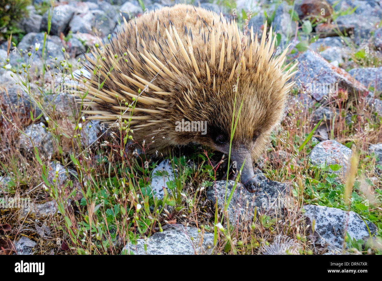 Un australiano echidna i anteater spinoso rovistando per insetti Foto Stock