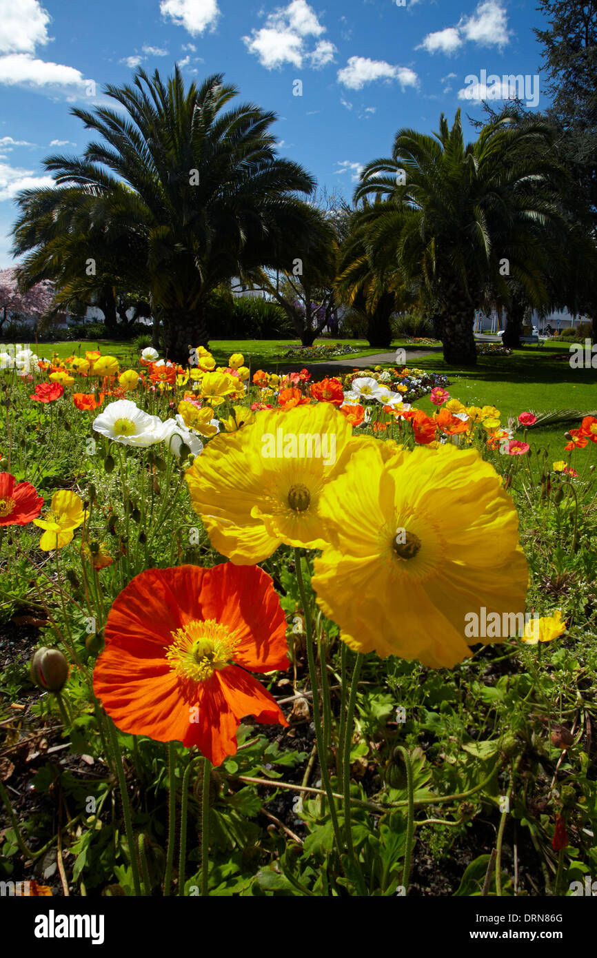 Papaveri e palme, Anzac Park, Nelson, Isola del Sud, Nuova Zelanda Foto Stock