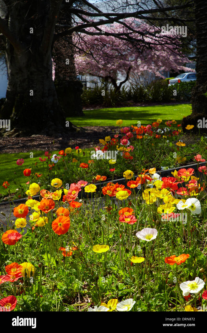 Papaveri e blossom, Anzac Park, Nelson, Isola del Sud, Nuova Zelanda Foto Stock