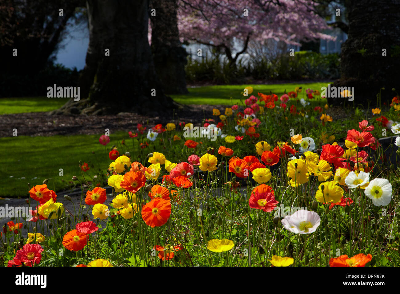 Papaveri e blossom, Anzac Park, Nelson, Isola del Sud, Nuova Zelanda Foto Stock