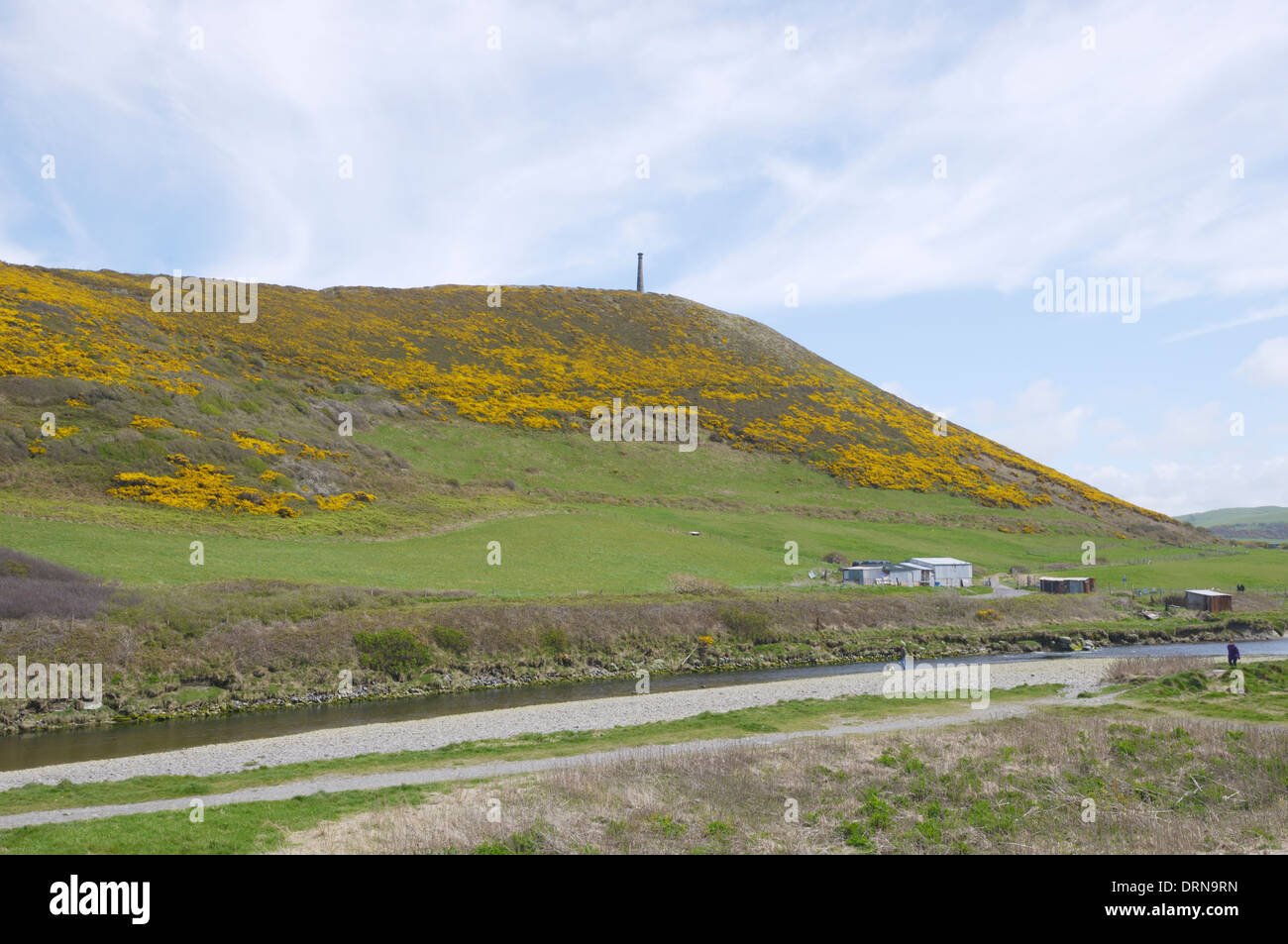 Pen Dinas riserva naturale, coperto con la fioritura Gorse Ulex europea in primavera, Aberystwyth, Wales, Regno Unito Foto Stock