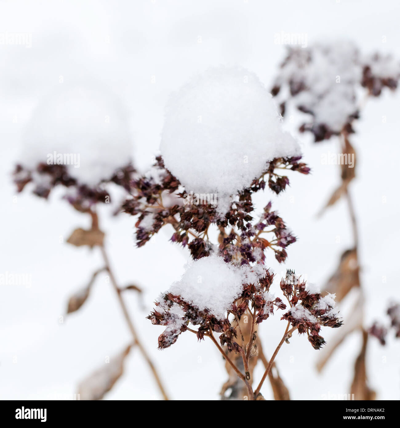 Secchi fiori invernali coperte con sfere di neve Foto Stock