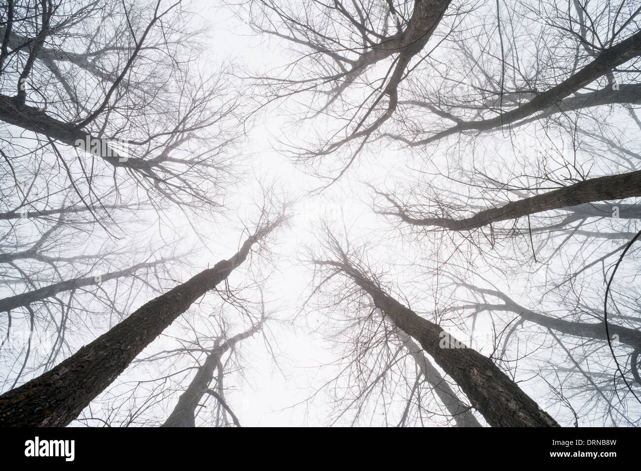 Grandi alberi nella nebbia. La foresta e la nebbia Foto Stock