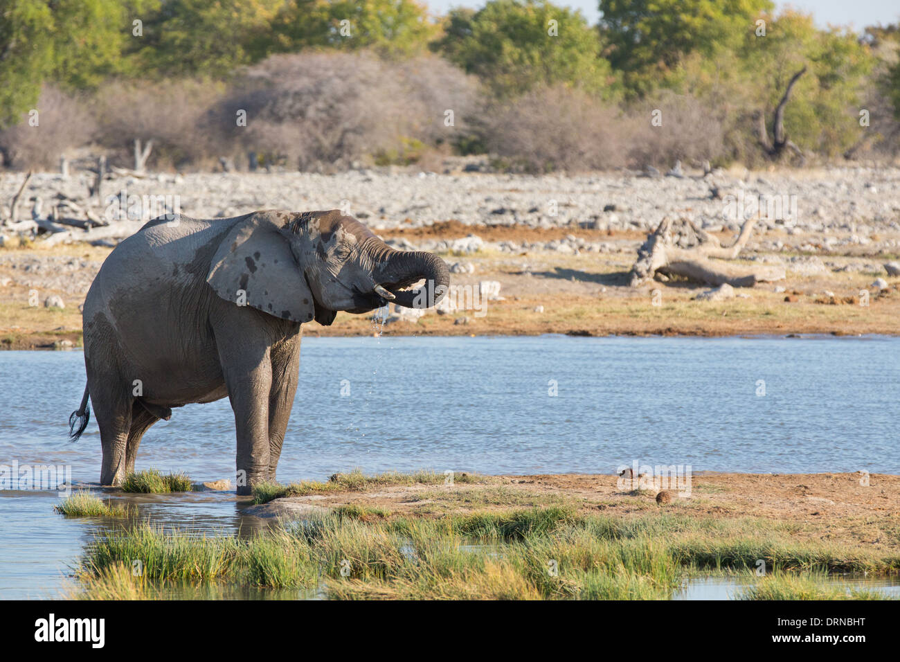 Elefanti in Etosha Foto Stock