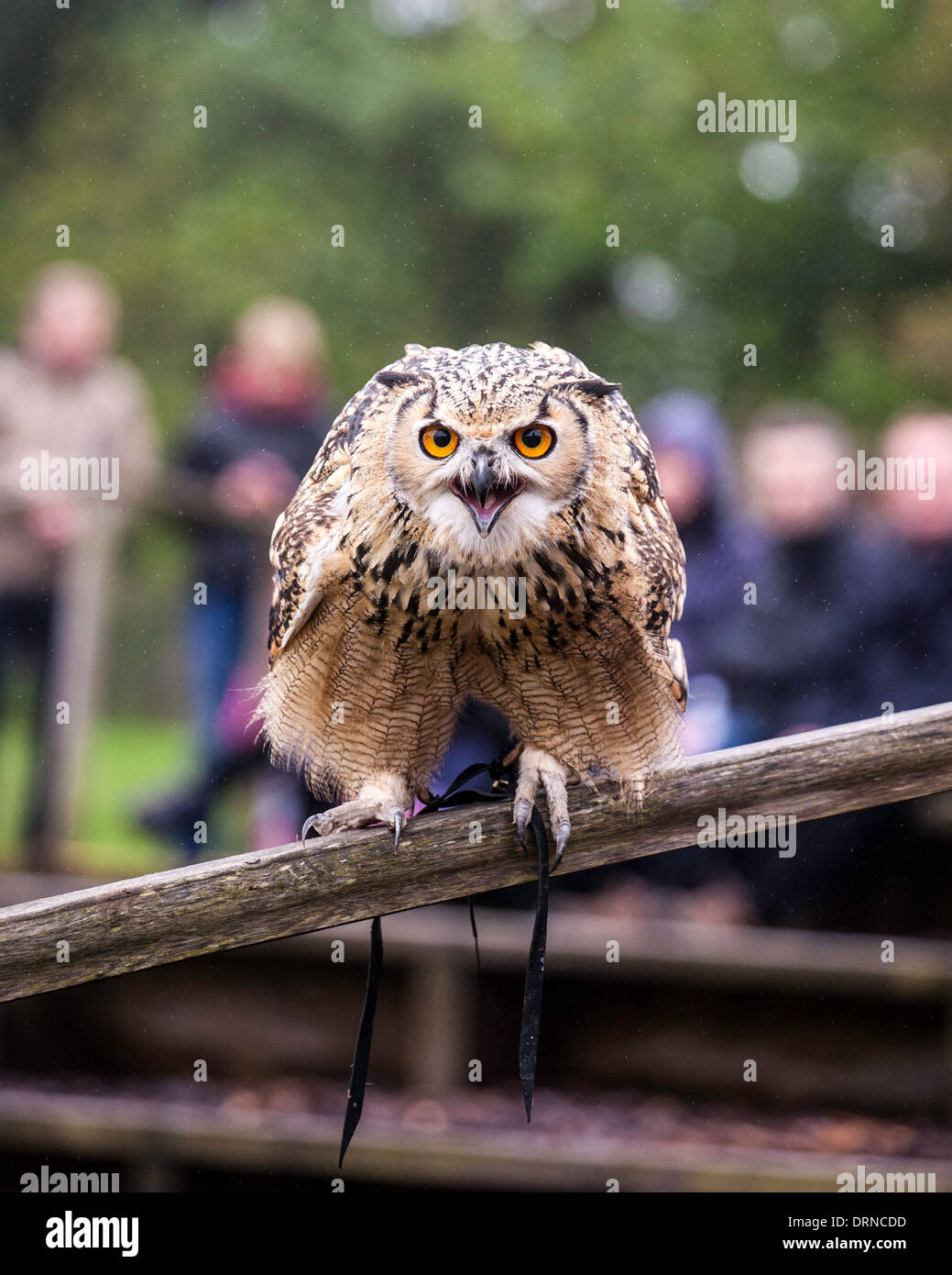 Un gufo reale lancia un grido durante un display di falconeria a Blair Drummond Safari Park, Stirlingshire, Scozia. Foto Stock