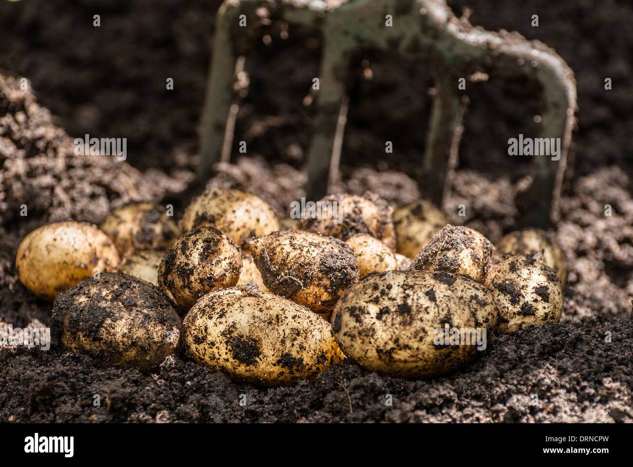 Appena scavato home coltivate patate Foto Stock
