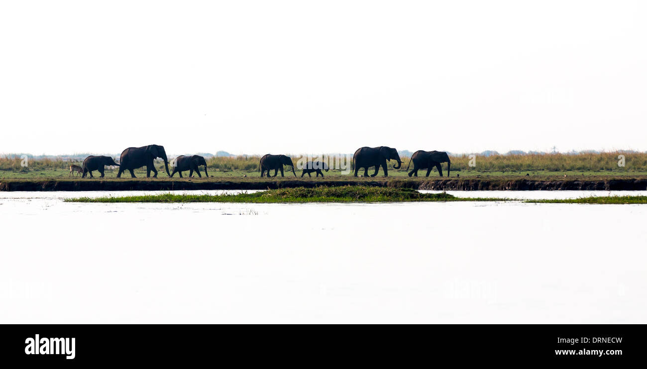 Gli elefanti e sfondo bianco Foto Stock