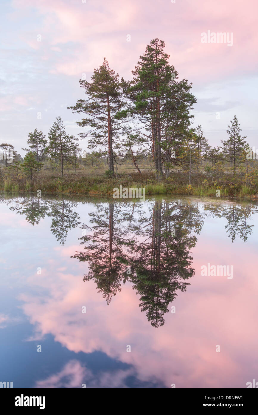 Alberi di pino da parte stagno a pinky sunrise Foto Stock