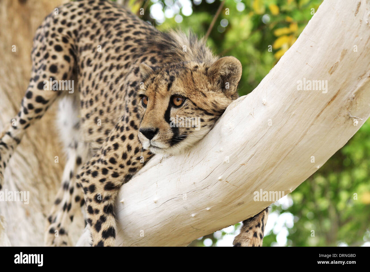 Cheetah giacenti lungo un ramo di un albero in Namibia.Africa. Foto Stock