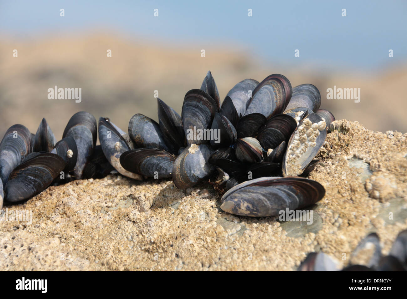 La disposizione naturale delle conchiglie di mare(Mussel) e cirripedi su una roccia Foto Stock