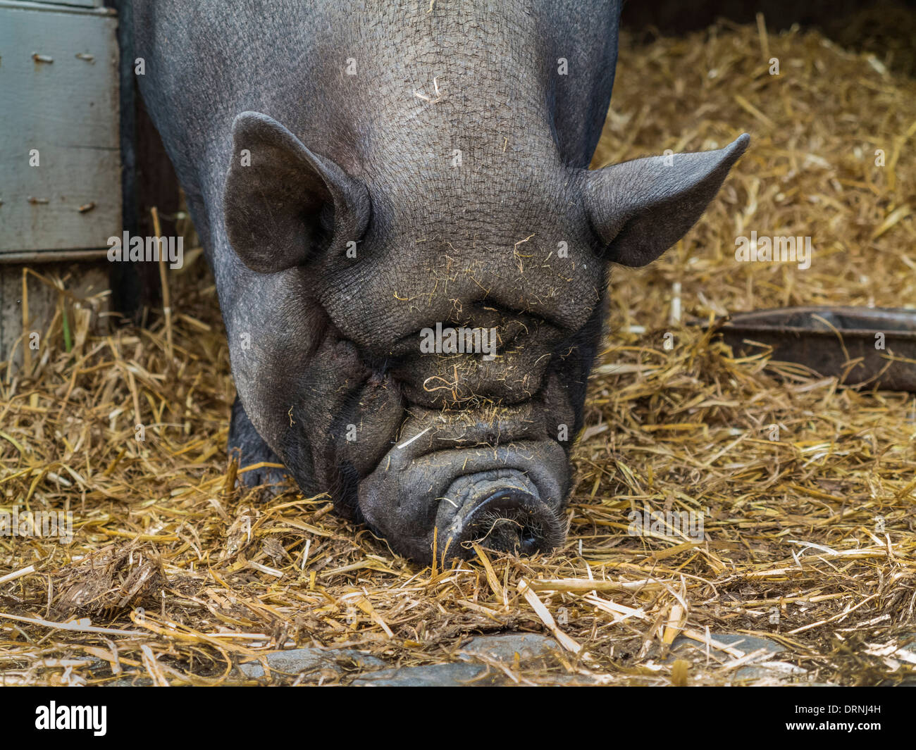 Uno dei panciuta suini presso Huntington Castle, Clonegal, Repubblica di Irlanda, Europa Foto Stock